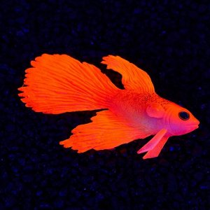 Декор для аквариума "Бойцовая рыбка" силиконовая, с неоновым эффектом, 8 х 1,5 х 5,2 см, кра 71088