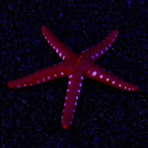 Декор для аквариума Звезда силиконовая, с неоновым эффектом, 10 х 10,5 х 1,5 см, красная