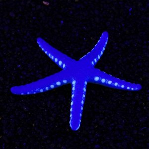 Декор для аквариума "Звезда" силиконовая, с неоновым эффектом, 10 х 10,5 х 1,5 см, синяя