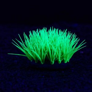 Растение силиконовое аквариумное, светящееся в темноте, 16 х 11 см, зелёное