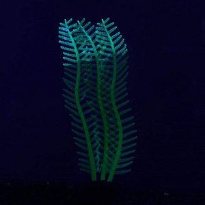 Растение силиконовое аквариумное, светящееся в темноте, 4,5 х 15 см, зелёное
