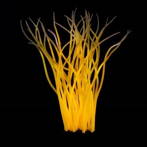 Декор для аквариума Анемон, силиконовый, светящийся в темноте, 5 х 15 см, оранжевый