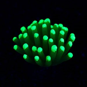 Декор для аквариума "Морской анемон", силиконовый, 5 х 5 см, зелёный