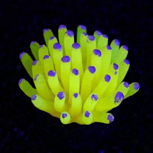 Декор для аквариума "Морской анемон", силиконовый, 5 х 5 см, желтый