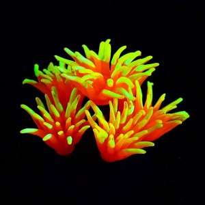 Декор для аквариума коралл Pyrostegia Ignea силиконовый, 8 х 8 х 9 см, оранжевый