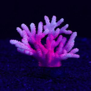 Декоративный коралл Акропора силиконовый, светящийся, 7,5 х 9 см, фиолетовый
