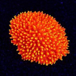 Декор для аквариума "Коралл" силиконовый, светящийся в темноте, 10 х 4,5 см, красный
