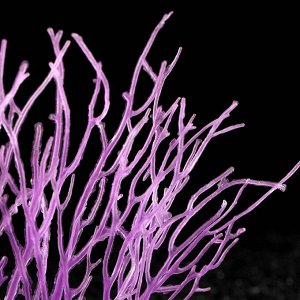 Декоративный коралл "Горгонария" силиконовый, светящийся,  3 х 21 х 24 см, фиолетовый