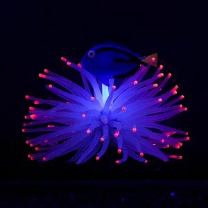 Декор для аквариума "Анемон с рыбкой", силиконовый, светящийся в темноте, 8 х 8 х 7,5 см
