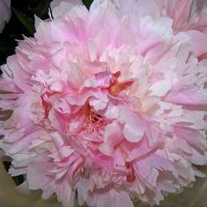 Alertie Ранний розовый пион, который превращается в светло-розовый, дает много стеблей.