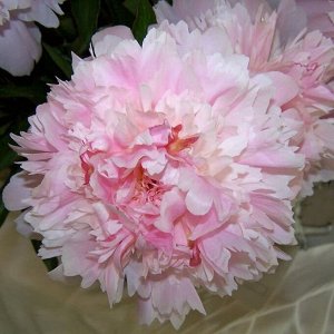 Alertie Ранний розовый пион, который превращается в светло-розовый, дает много стеблей.