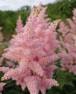 Астильба Яблоневый цвет (Apple blossom), набор из 5 шт