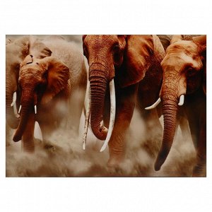 Картина-холст на подрамнике "Слоны" 50х70 см