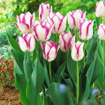 Луковицы тюльпана, крокуса, корни пионов — Тюльпаны Триумф