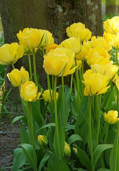 Луковицы тюльпана, крокуса, корни пионов — Двойные тюльпаны