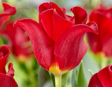 Луковицы тюльпана, крокуса, корни пионов — Боксы