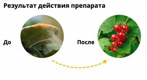 avgust Клещевит, 4 мл, от клещей, для овощных, плодовых и цветочно-декоративных культур