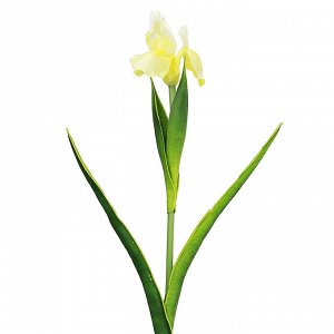 Цветок "Ирис" цвет - желтый, 58см, цветок - 10х8см (Китай)
