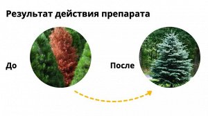 Ракурс, 4мл, от болезней хвойных растений, для борьбы с обыкновенным и снежным шютте, ржавчиной