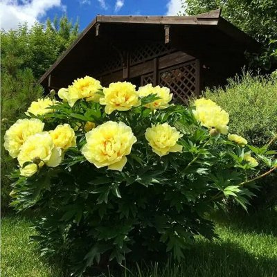 Луковицы тюльпана, крокуса, корни пионов. Выдача тюльпанов ...