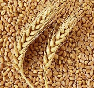 Пшеница 800гр озимая  Сидерат