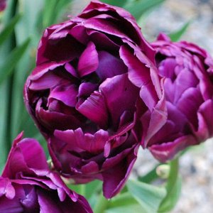 Blue Paeonia