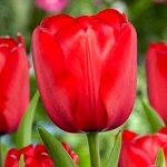 Red Impression