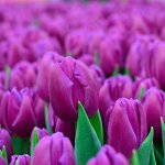 Purple Flag