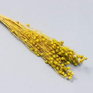 Сухоцветы декоративные "Бубенчики" 600 мм, ассорти