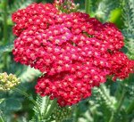 Тысячелистник Красный