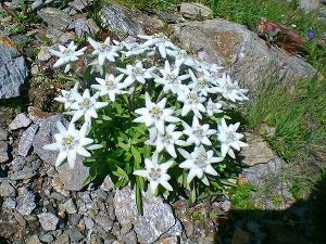 Эдельвейс Эдельвейс – самый редкий и загадочный из всех представителей семейства сложноцветных. Этот загадочный цветок украшает герб Швейцарии. В природе эдельвейс растет в горах на высоте около 2000 