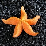 Морская звезда Астерина мини, 6 см