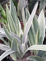 Сансевиерия trifasciata &#039;Metallica&#039;