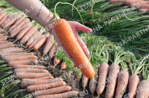 Семена Морковь Дарина ^(1Г)