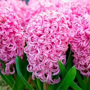 Pink Pearl 15/16 является одним из самых эффектных крупноцветковых сортов. Распускаются гиацинты Pink Pearl в саду одними из первых, в марте-апреле, одновременно с ранними тюльпанами и радуют нас свои