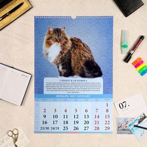 Календарь перекидной на ригеле "Породы Кошек" 2023 год, 320х480 мм