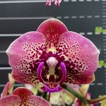 Орхидея фаленопсис Phal. OX Luna Rosa