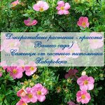 Елки — Палки сколько красоты. Вносим доплату и раздача