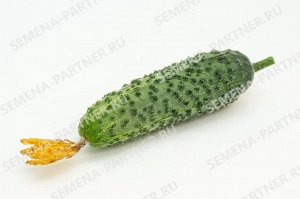 Семена Огурец партенокарпический Пасалимо F1 5шт