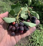 ТОНКОКОЖАЯ