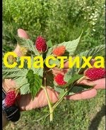 Ремонтантная малина СЛАСТИХА