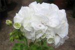Пеларгония Gardenia /ЧЕРЕНОК