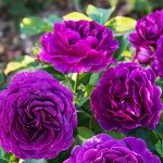 Минерва