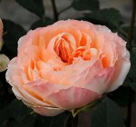 Принцесса Айко чайно-гибридная роза
