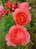КоралЛионс-роуз (Coral Lions-Rose) Флорибунда