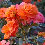 Монинг сан (Morning Sun) Шраб
