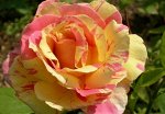 Клод Моне (Claude Monet) Чайно-гибридная Роза