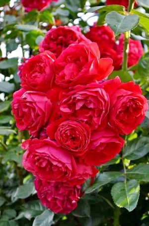 Флорентина (Florentina) Плетистая роза | Плетистые. Садовые розы с ...