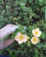 Лапчатка Персиковый Дэйдаун