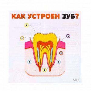 Набор для опытов «Моё тело», зуб